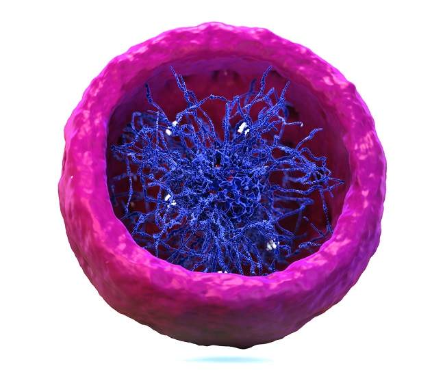 Fungsi Nukleus dalam Sel dan Bagian-bagiannya | Mirip Otak Manusia!