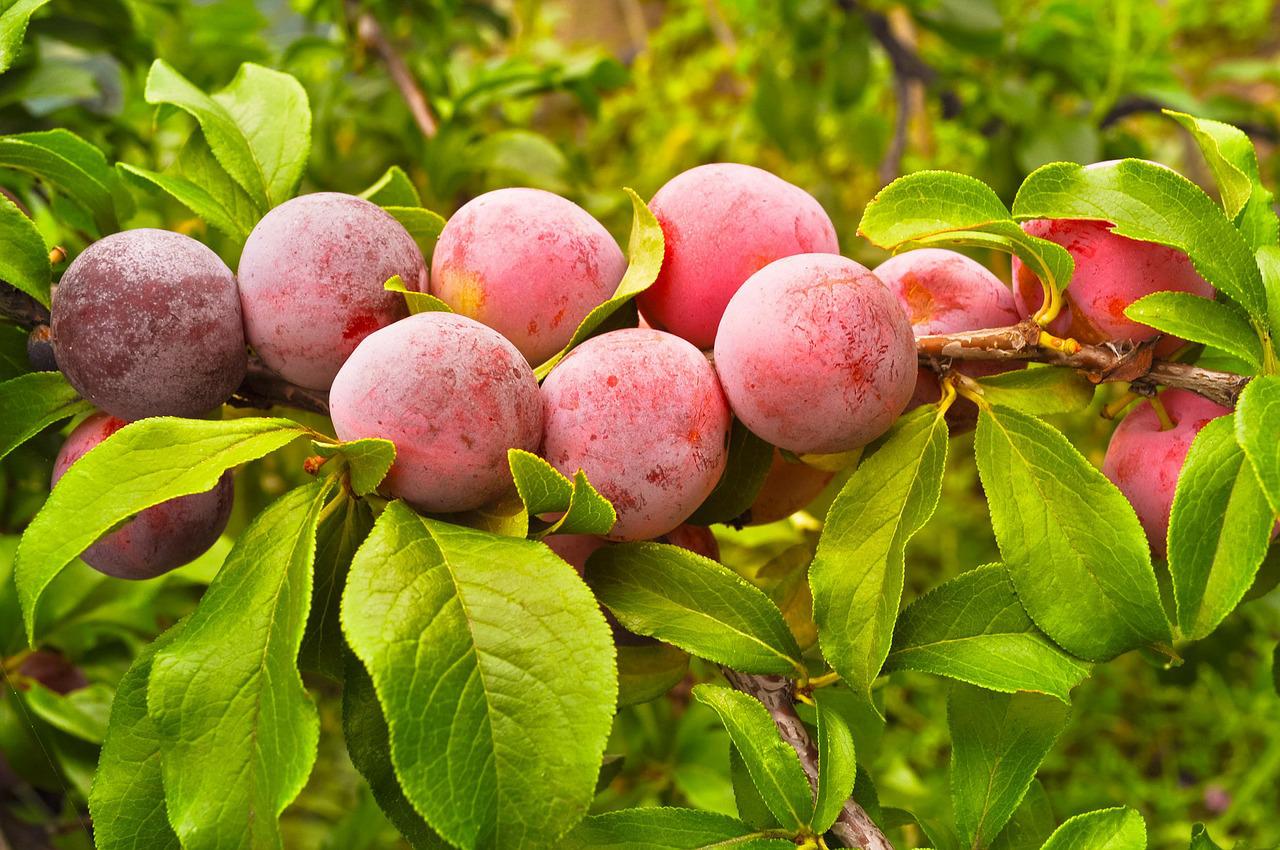 17 Manfaat Buah Plum untuk Tubuh, Bisa Menurunkan Berat Badan!