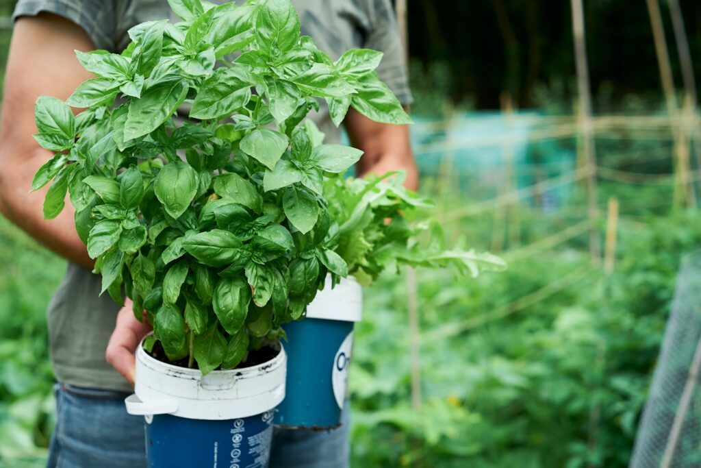 daun basil atau selasih baik untuk menghambar bakteri Salmonella typhi