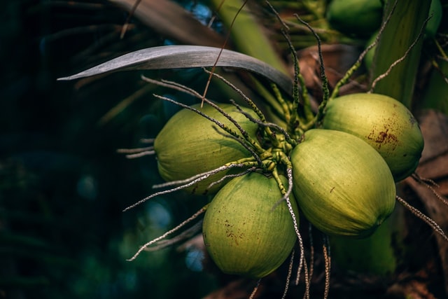 Kelapa Muda VS Kelapa Hijau | Bedanya Apa, Sih?