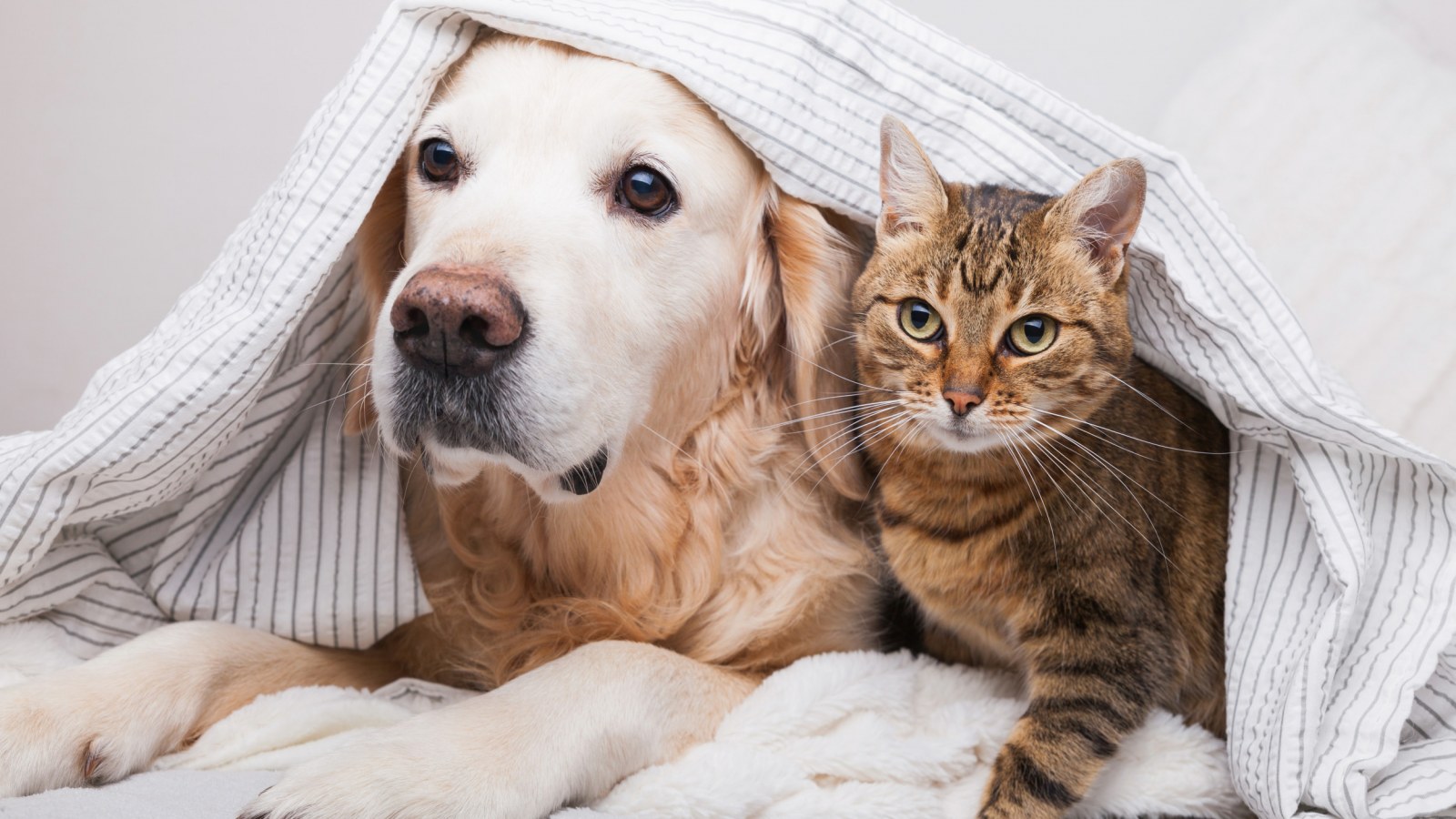10 Tanda Kucing dan Anjing Sakit | Yuk, Jaga Kesehatan Anabul!