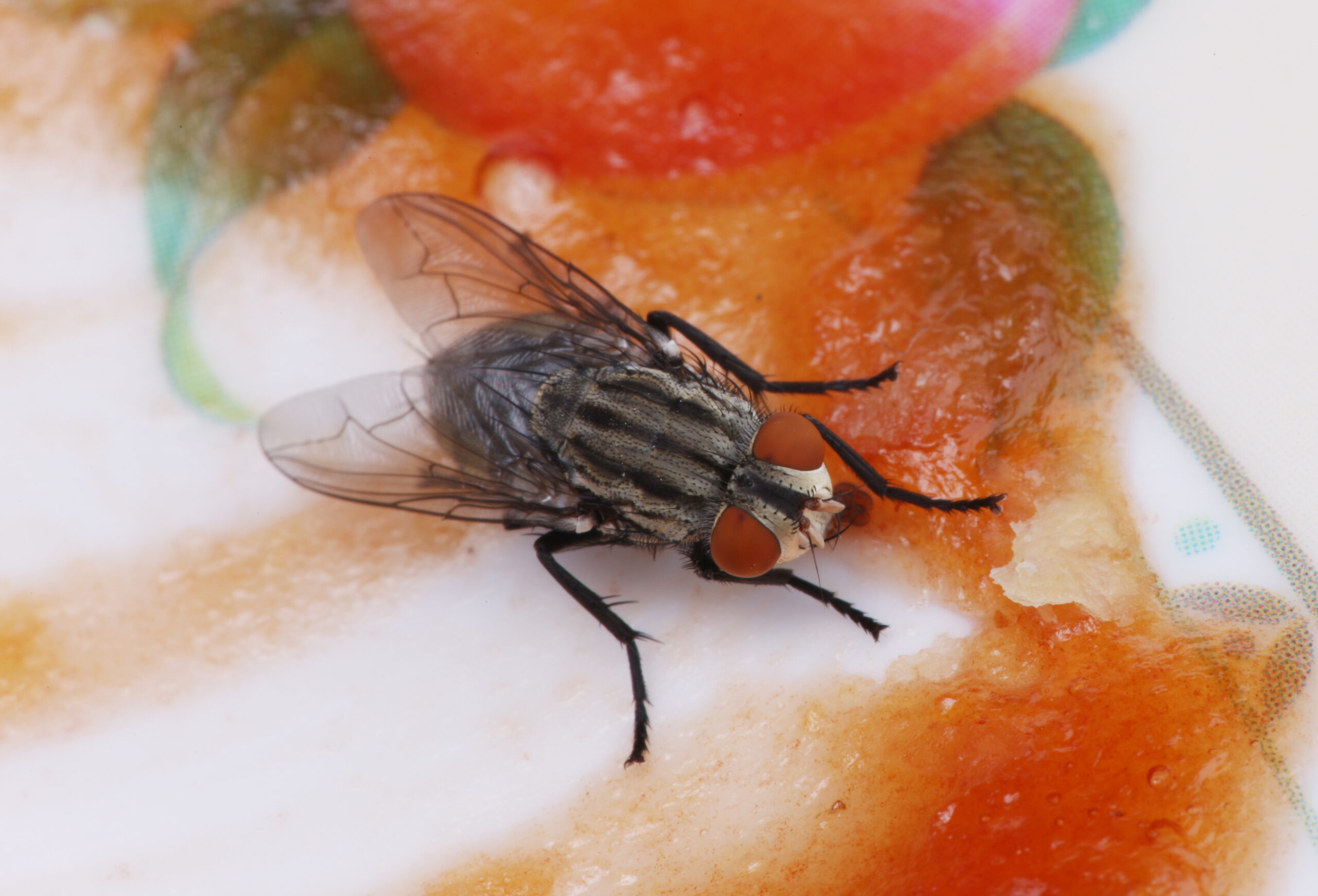 Hati-hati! Ini Bahaya Telur Lalat di Makanan yang Harus Kamu Ketahui