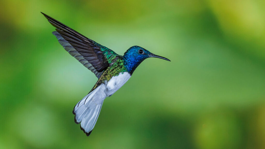 10 Spesies Burung Terkecil di Dunia, Bercorak Cantik nan Imut!