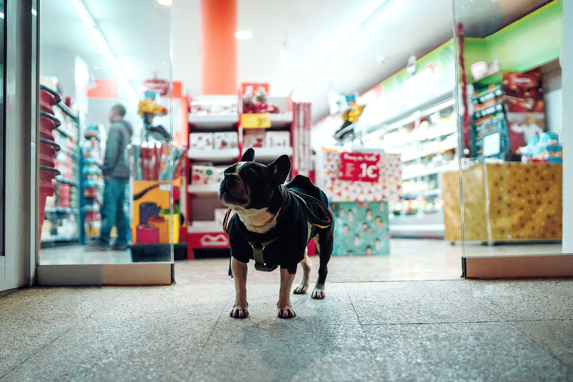 7 Daftar Mall di Jakarta yang Boleh Bawa Anjing | Cocok untuk Ajak Anabul