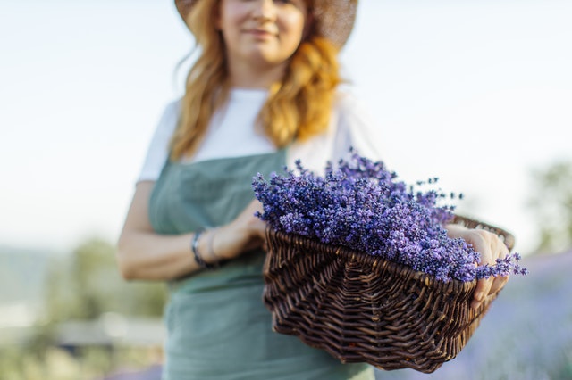 pengharum mobil yang tidak bikin mual - wangi lavender