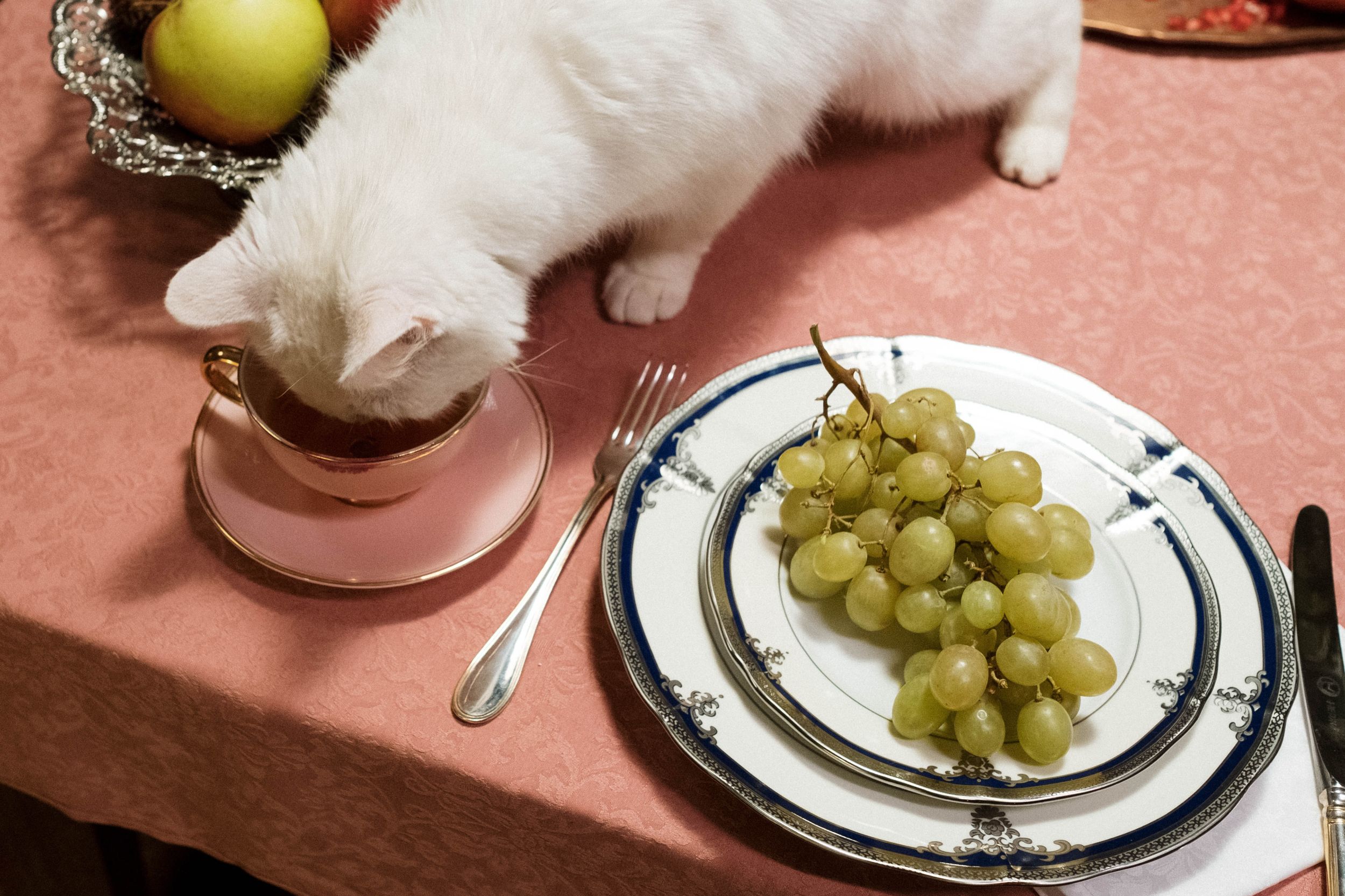 10 Makanan Kucing Terbaik 2022 untuk Bulu dan Kesehatan