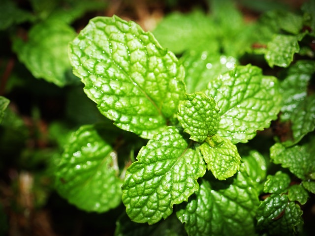 aroma daun mint