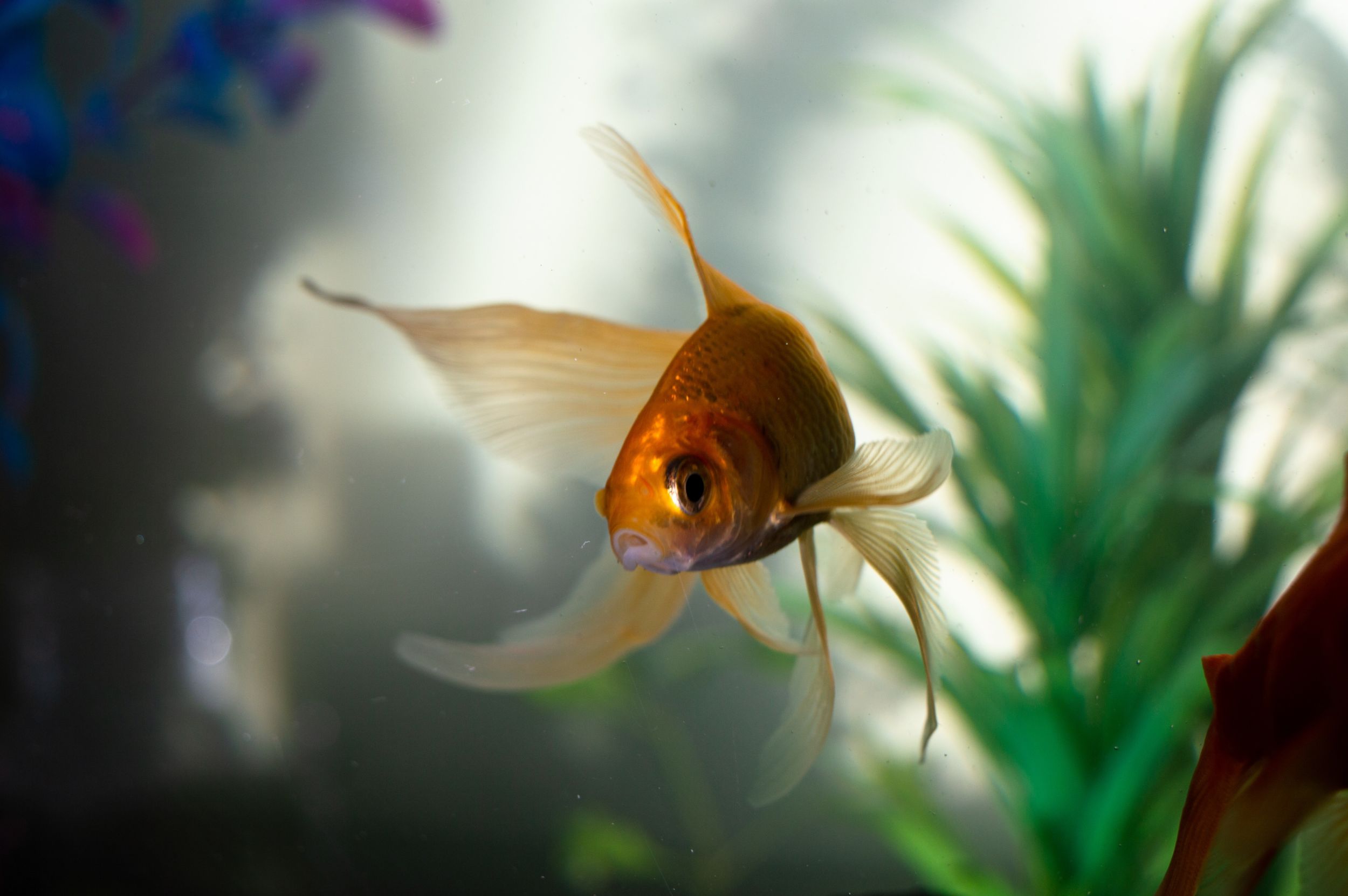 8 Cara Merawat Ikan di Akuarium untuk Hobi Aquascape Pemula