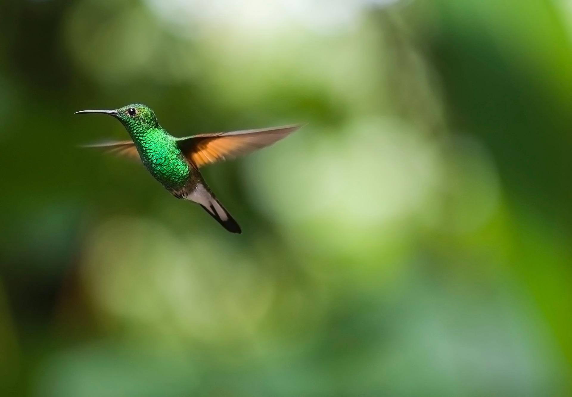 10 Spesies Burung Terkecil di Dunia, Bercorak Cantik nan Imut!