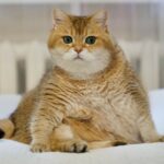 akun instagram kucing lucu gemas