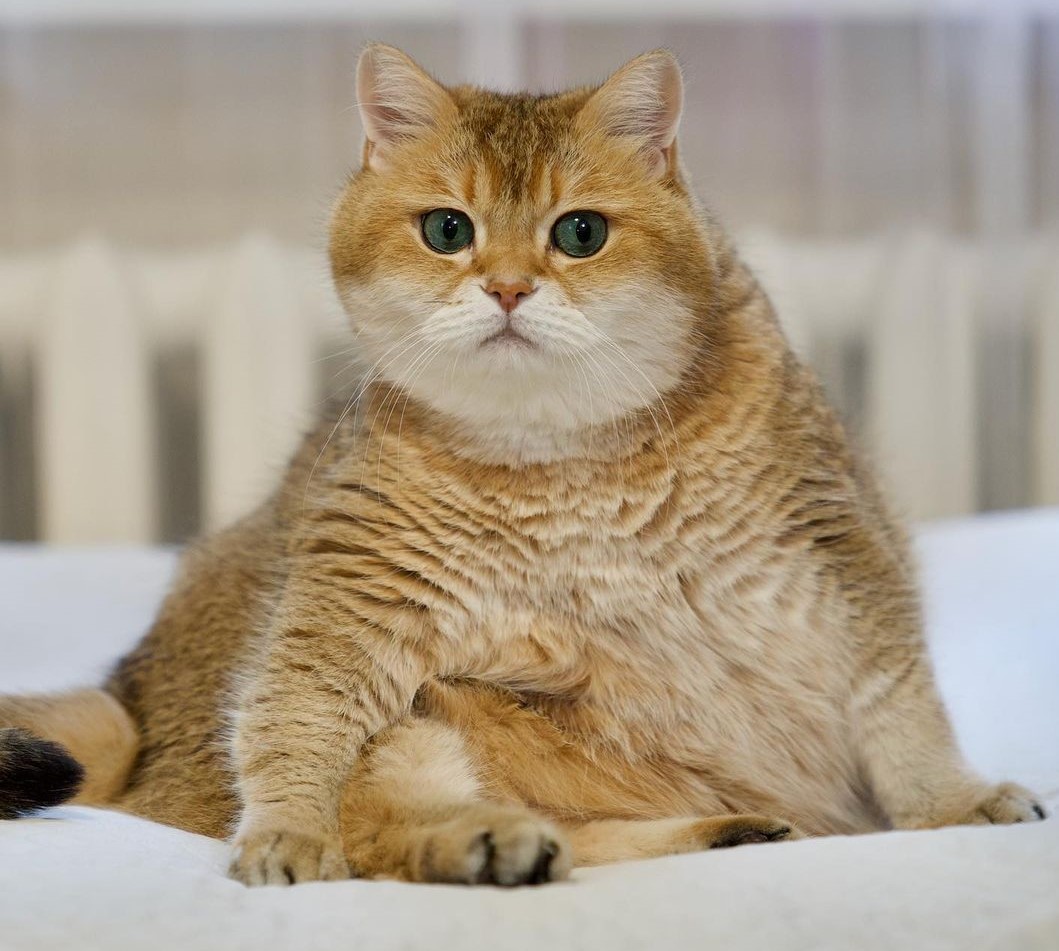 5 Akun Instagram Kucing Lucu yang Terkenal di Media Sosial | Menggemaskan!