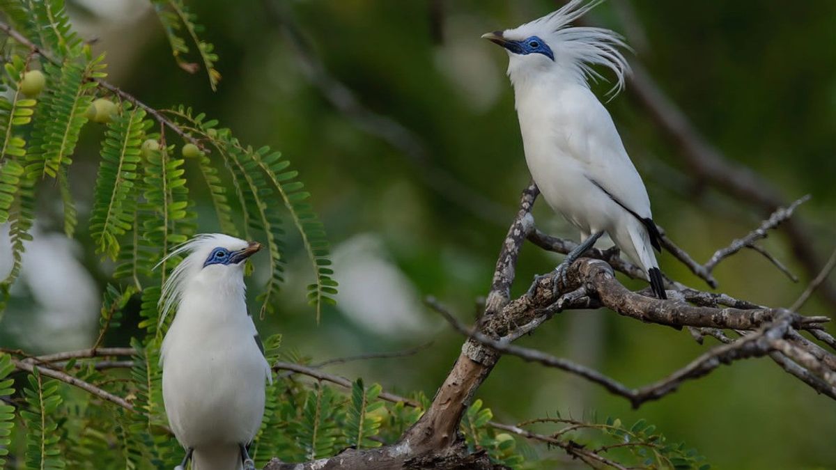 7 Jenis Burung Langka di Indonesia yang Hampir Punah | Yuk, Lestarikan Bersama!