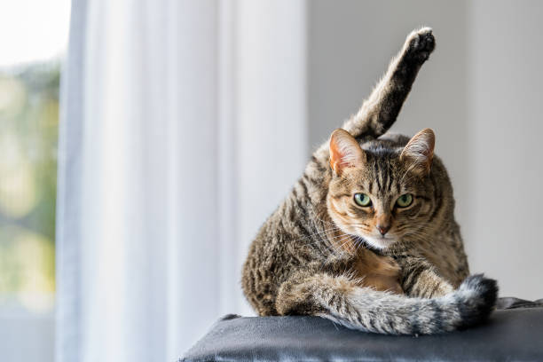 Ingin ‘Ngobrol’ dengan Kucing Kamu? Kenali 12 Arti Bahasa Gerakan Ekor Kucing