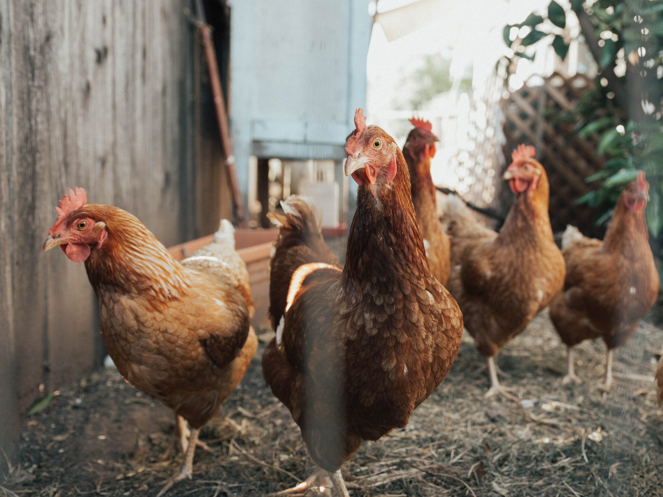 Doa Menyembelih Ayam dan Tata Caranya Menurut Islam | Apa Syarat Daging Ayam Halal?