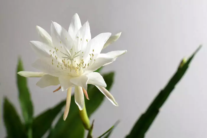 12 Manfaat Bunga Wijaya Kusuma untuk Berbagai Kesehatan