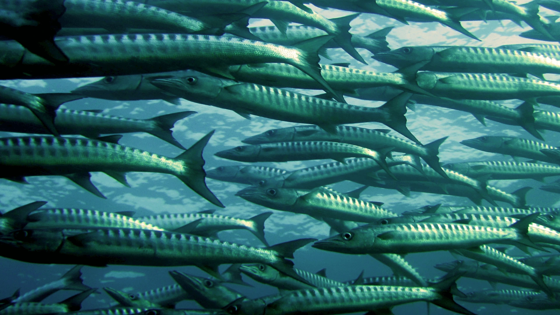 rantai-makanan-di-laut