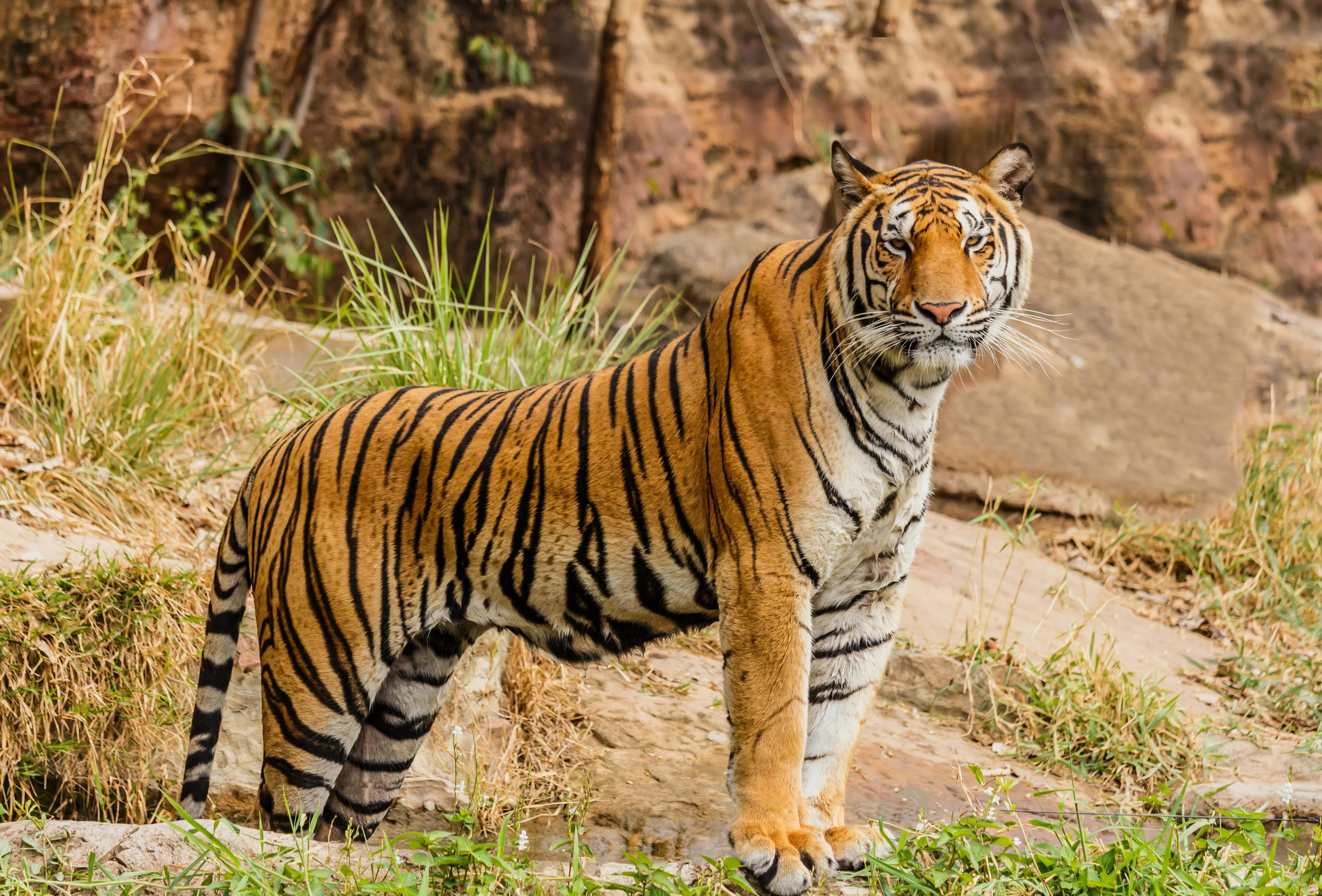 Arti Mimpi Melihat Harimau Loreng: Pertanda Apa Itu?