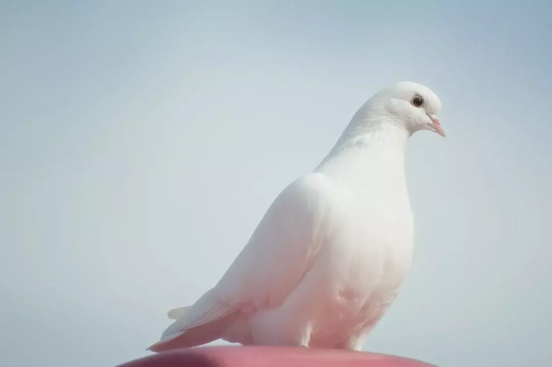 5 Arti Mimpi Menangkap Burung | Menandakan Kondisi Terkekang hingga Mendatangkan Keberuntungan