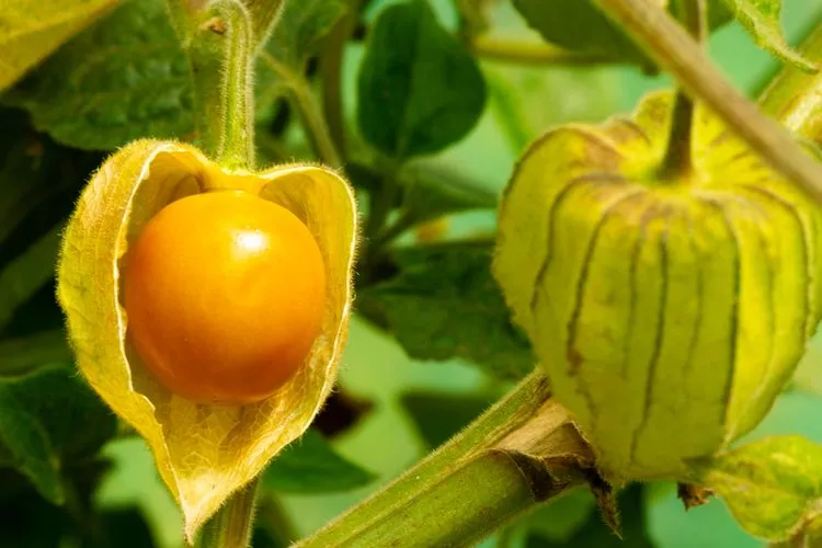 5 Manfaat Daun Ciplukan dan Cara Mengolahnya, Ampuh untuk Obati Penyakit