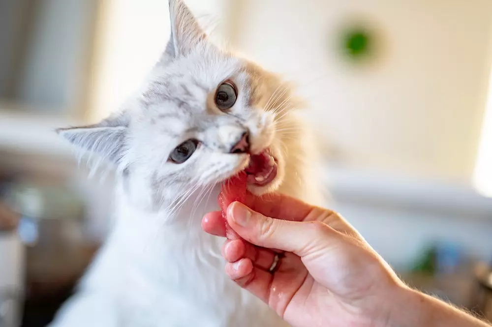 5 Manfaat Minyak Ikan untuk Kucing dan Cara Pemberiannya