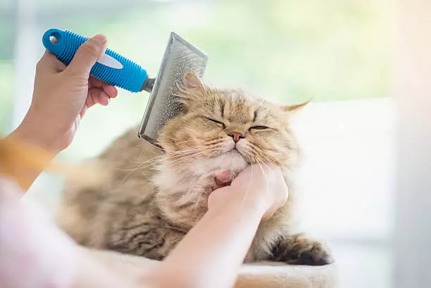 7 Penyebab Bulu Kucing Rontok dan Cara Mengatasinya