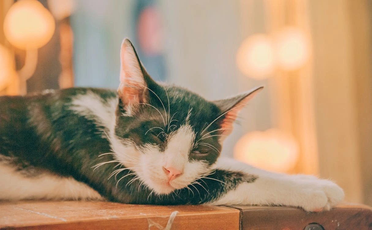 5 Arti Mimpi Melihat Kucing Mati | Kehilangan yang Tidak Perlu Diartikan secara Harfiah