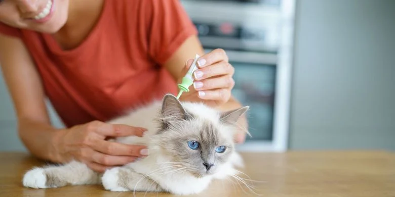 6 Cara Menghilangkan Kutu Kucing yang Mudah dan Ampuh | Anabul Sehat Optimal!