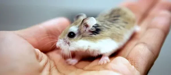 jenis-jenis-hamster