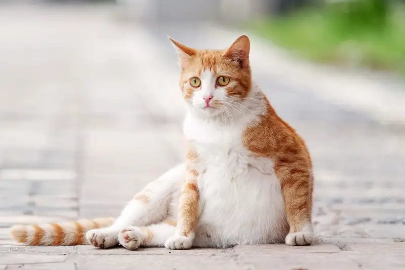 Kenali 9 Ciri Ciri Kucing Hamil Ini | Dapat Dilihat dari Perubahan Fisik maupun Perilakunya