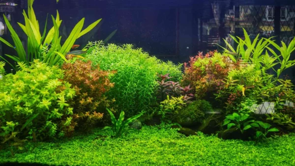 tanaman-aquascape