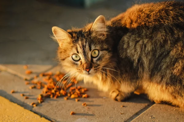 Rekomendasi Makanan Kucing yang Bagus Sesuai Fungsi dan Kebutuhan