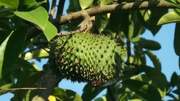 Reaksi Tubuh Setelah Minum Rebusan Daun Sirsak, Ini Manfaat dan Efek Sampingnya