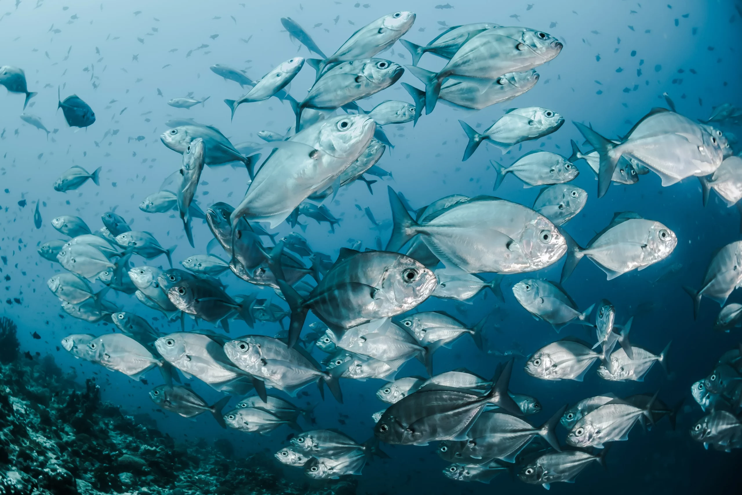 Mengenal Jenis Jenis Ikan Air Tawar dan Air Laut yang Wajib Kamu Tahu