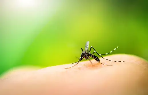 5 Jenis Nyamuk dan Bahayanya, Jadi Sumber Penyakit