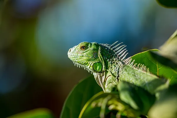 Serba-serbi dan Fakta Unik Hewan Iguana | Apa Bedanya dengan Bunglon?