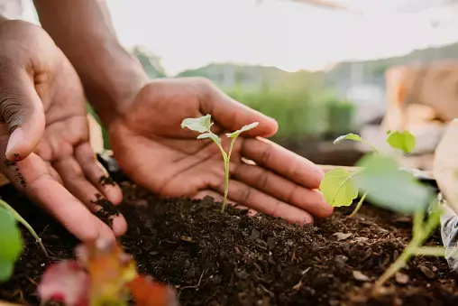 7 Cara Membuat Pupuk Kompos, Hasil Kualitas Tinggi