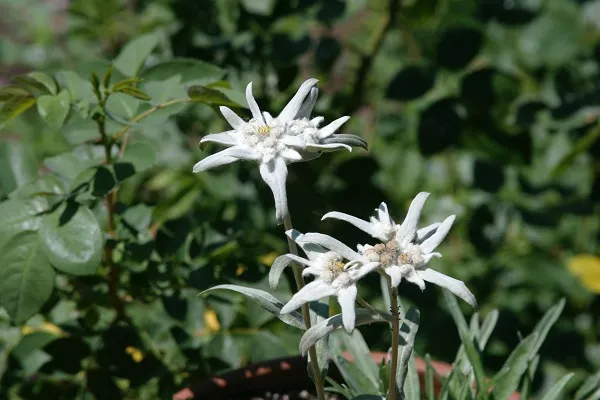 Arti Bunga Edelweis: Keunikan, Legenda, hingga Makna Simbolisnya