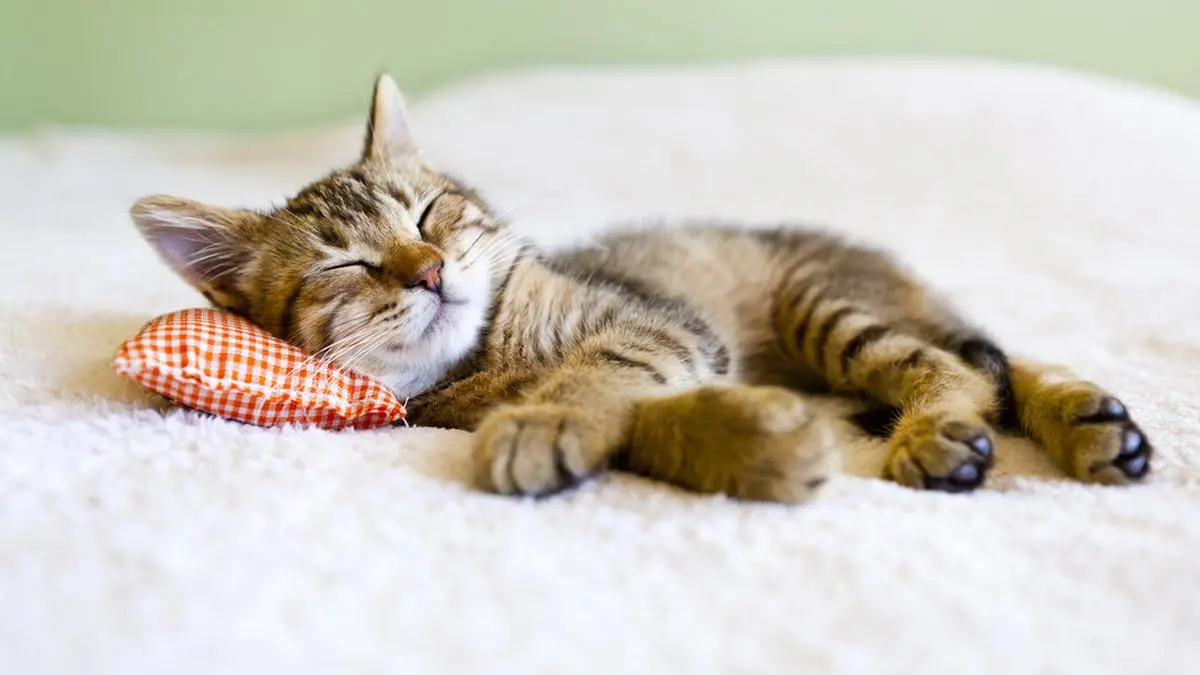 Dari Waspada hingga Merasa Aman, Ini 7 Posisi Tidur Kucing yang Perlu Kamu Pahami