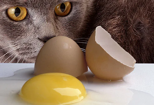 10 Manfaat Kuning Telur untuk Kucing | Bisa Bantu Anabul Diet!