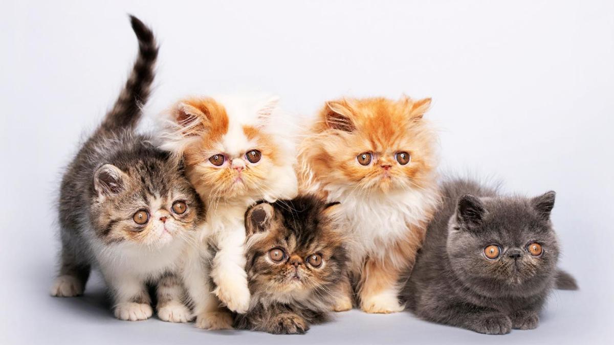 Arti Mimpi Banyak Kucing, Tanda Kesuburan dan Rezeki Berlimpah?