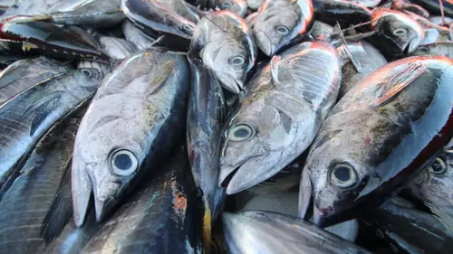 10 Jenis Ikan Laut untuk Konsumsi | Kaya Rasa dan Nutrisi