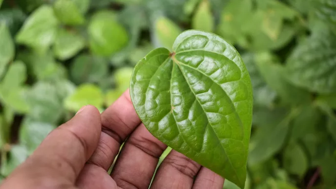 5 Manfaat Daun Sirih untuk Wajah, Mampu Mengencangkan Kulit!