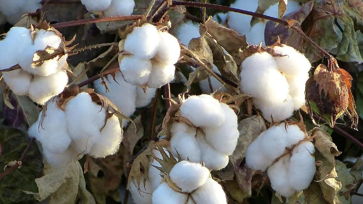 Manfaat Segudang Bahan Lunak Alami dari Makanan hingga Kecantikan