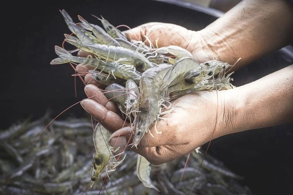 Arti Mimpi Menangkap Udang: Bikin Untung atau Buntung?