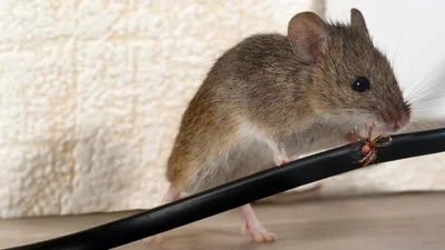 5 Cara Efektif Membunuh Tikus di Rumah, Solusi dan Langkah Tepat