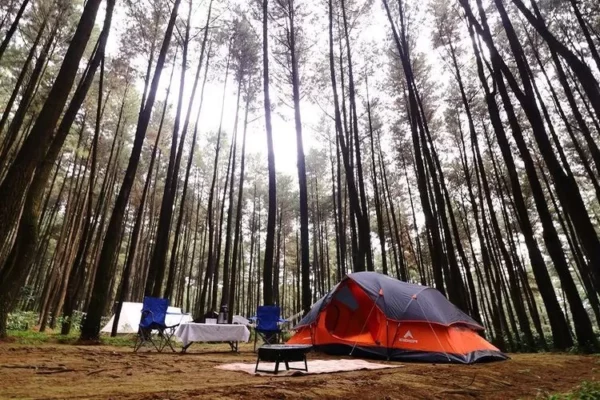 Ingin Melepas Penat? 5 Hutan Pinus Bogor ini Cocok jadi Referensi Kamu!