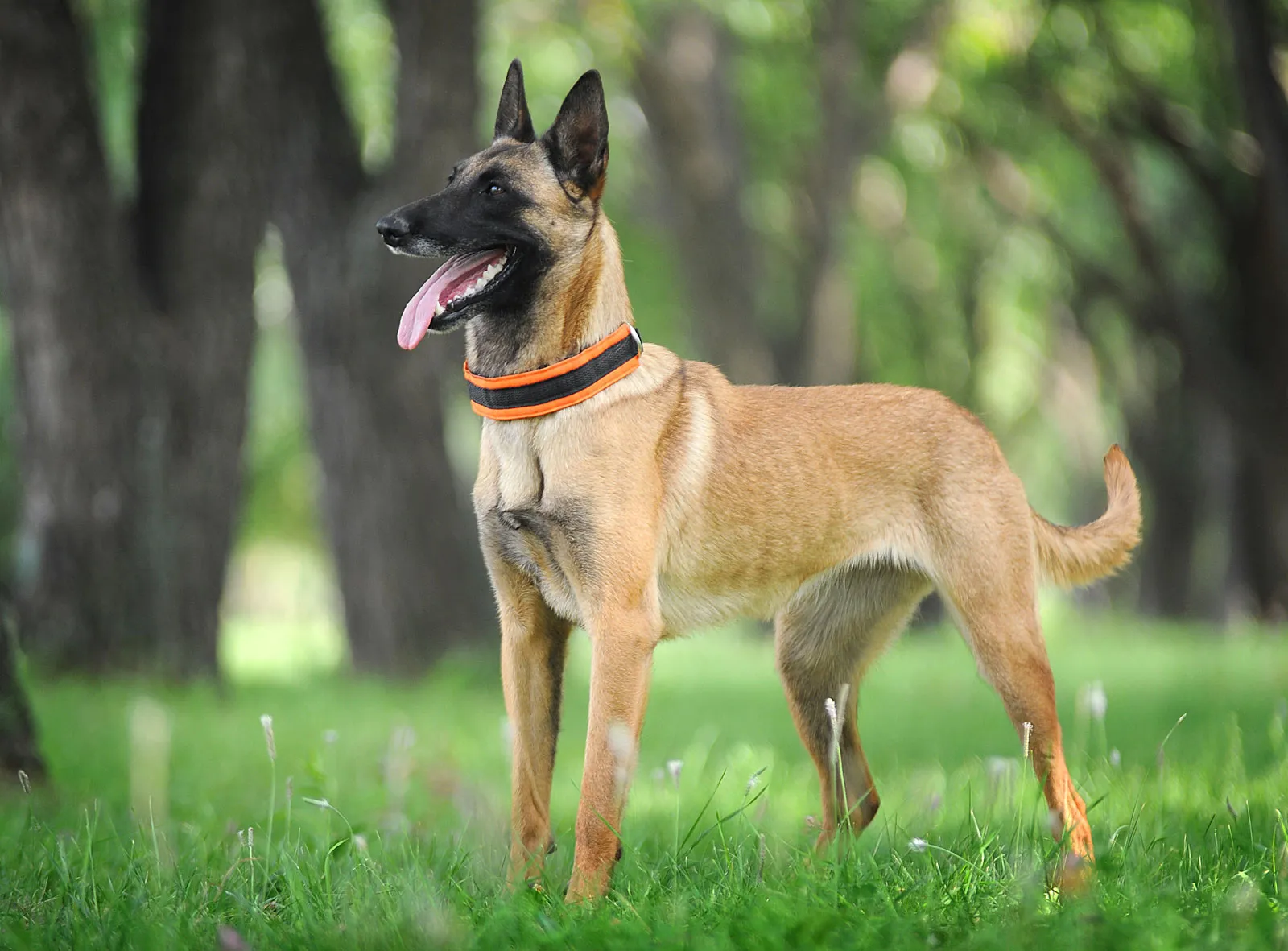Anjing Belgian Malinois, Si Cerdas dengan Kemampuan Luar Biasa | Kenali Cirinya!