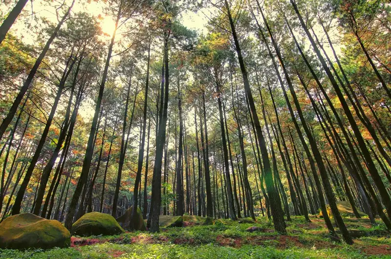 7 Rekomendasi Hutan Pinus di Malang yang Instagramable