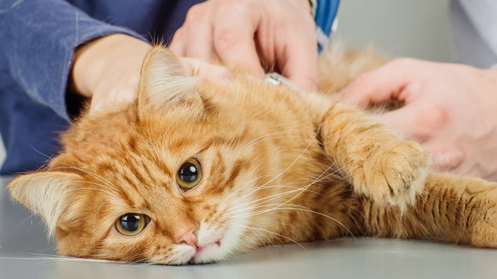 6 Obat Tradisional untuk Kucing yang Susah BAB, Lengkap dengan Tips Mencegahnya!