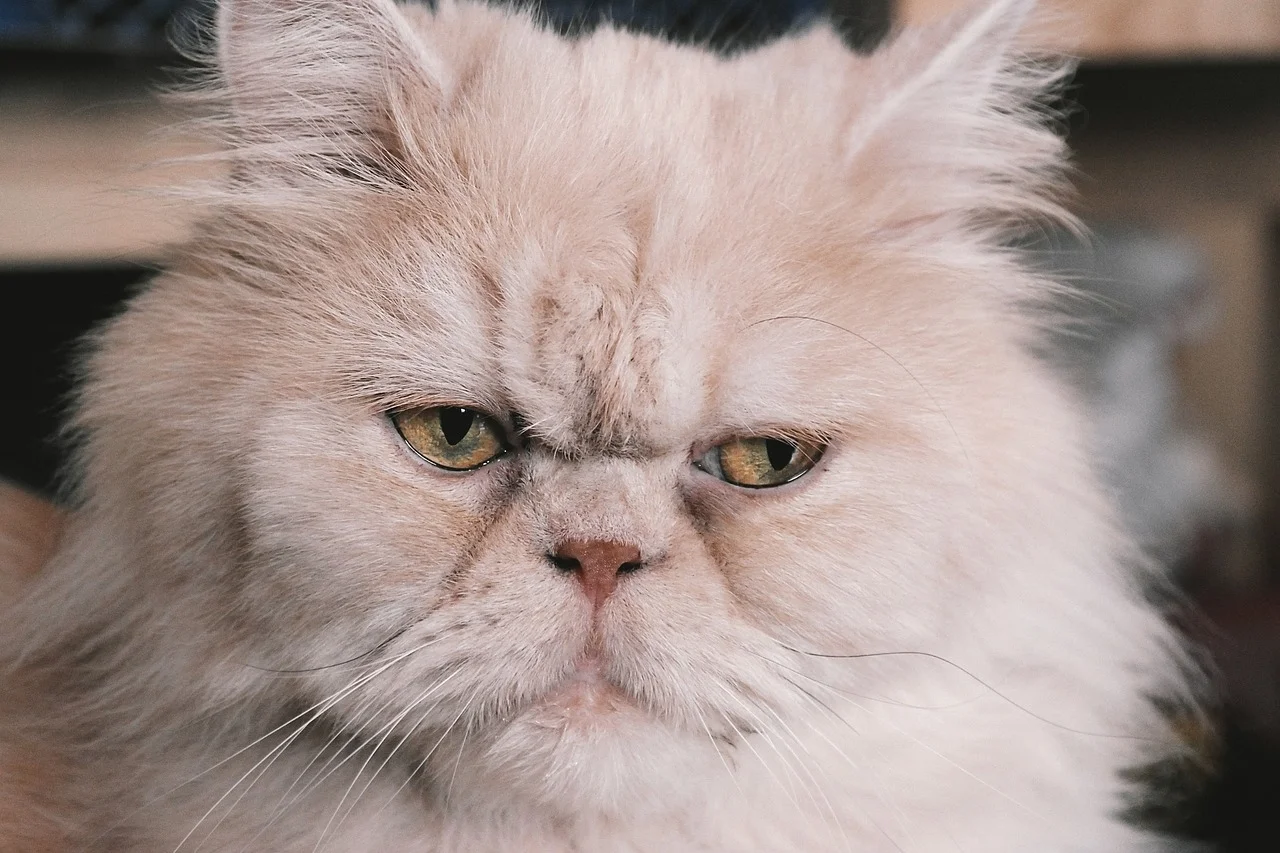 Kucing Persia Peaknose: Ciri, Sifat, Kepribadian, dan Fakta Unik